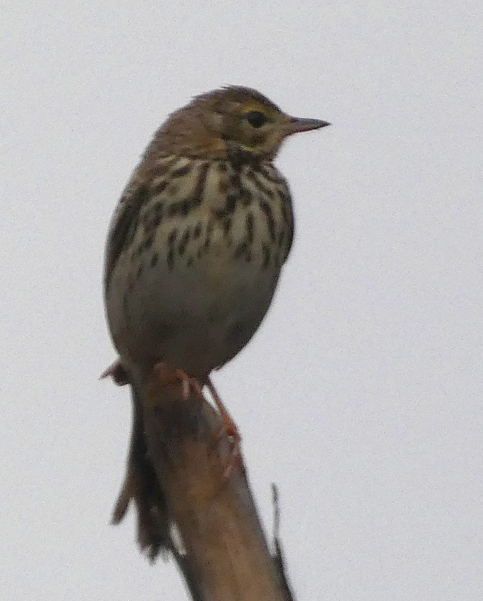 林鷚 - ML647068606