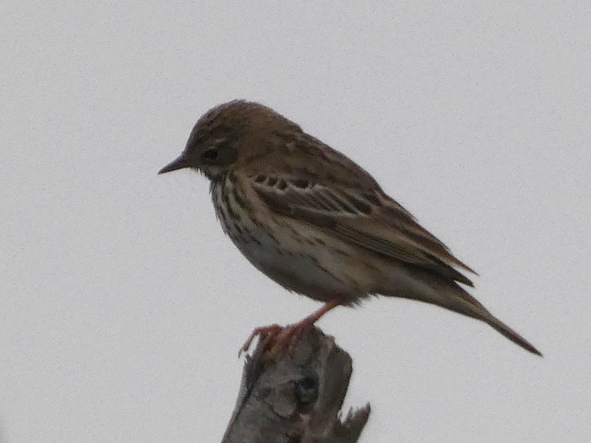 林鷚 - ML647068607