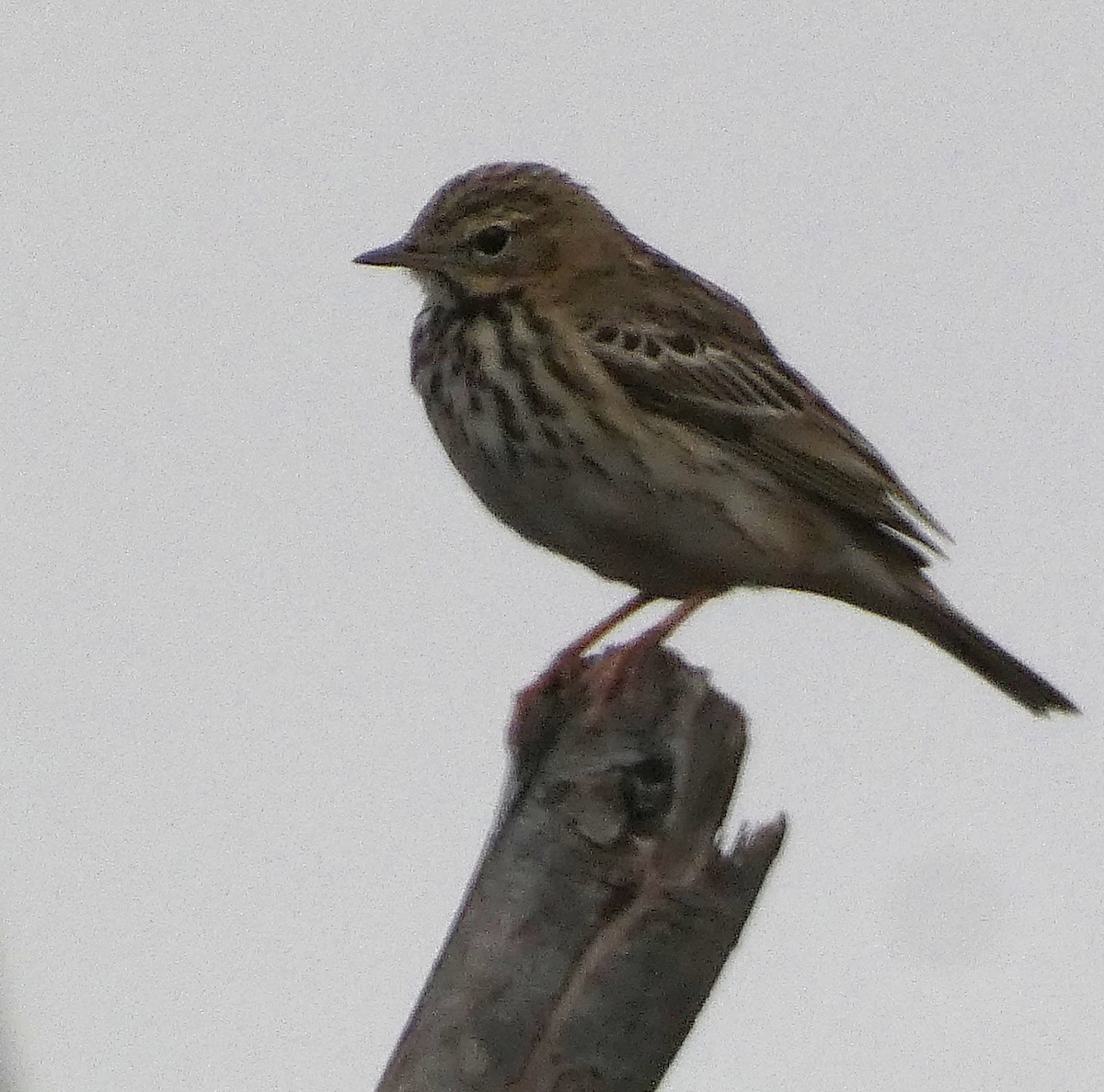 林鷚 - ML647068608