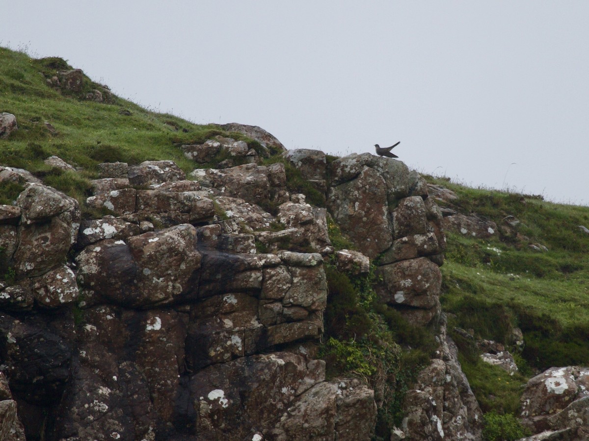 Common Cuckoo - ML647068615