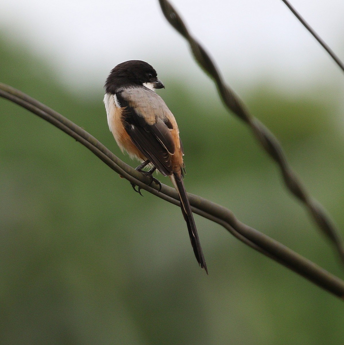 Antzandobi isats-luzea - ML647068618