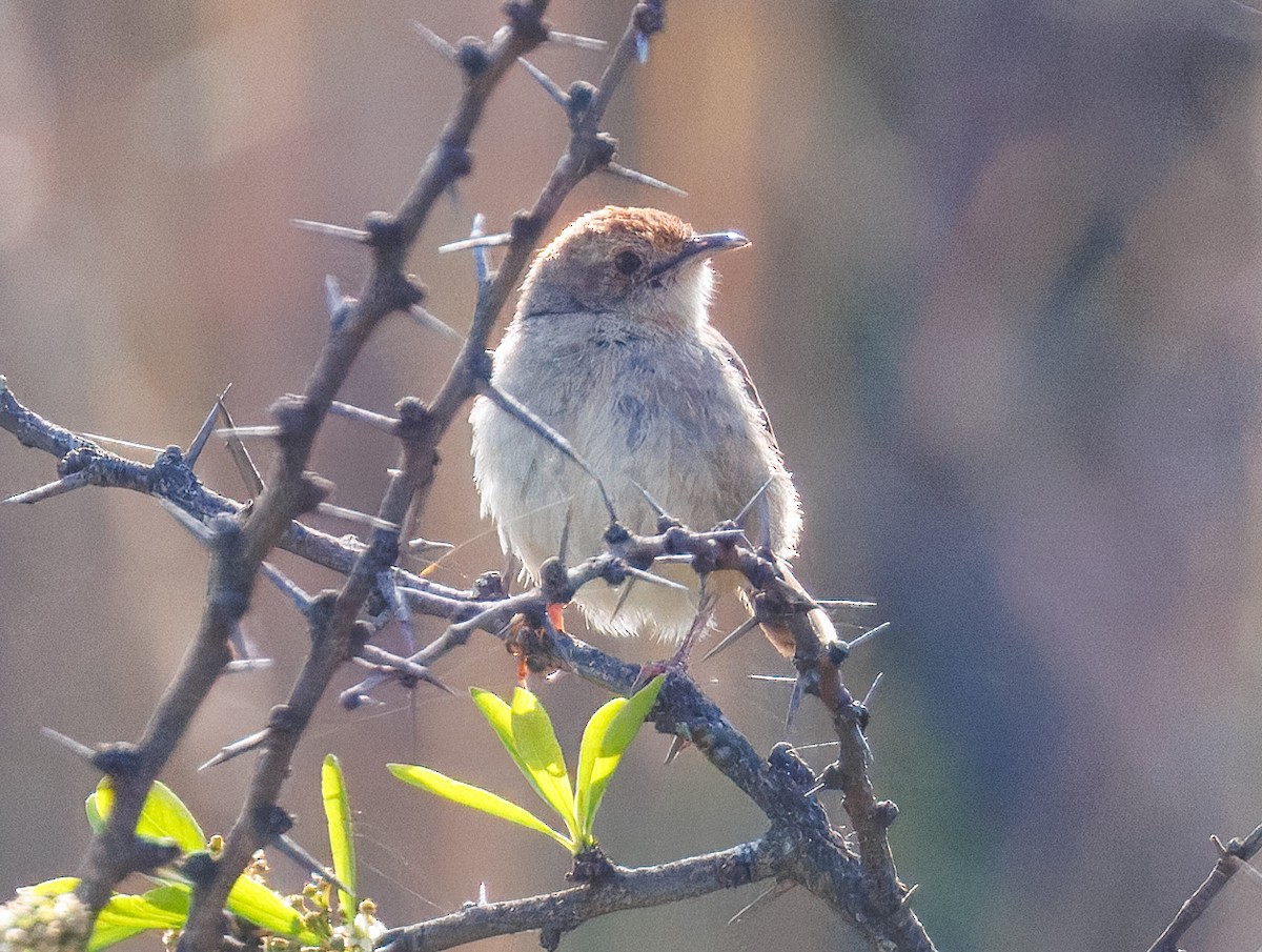Cape Grassbird - ML647068622