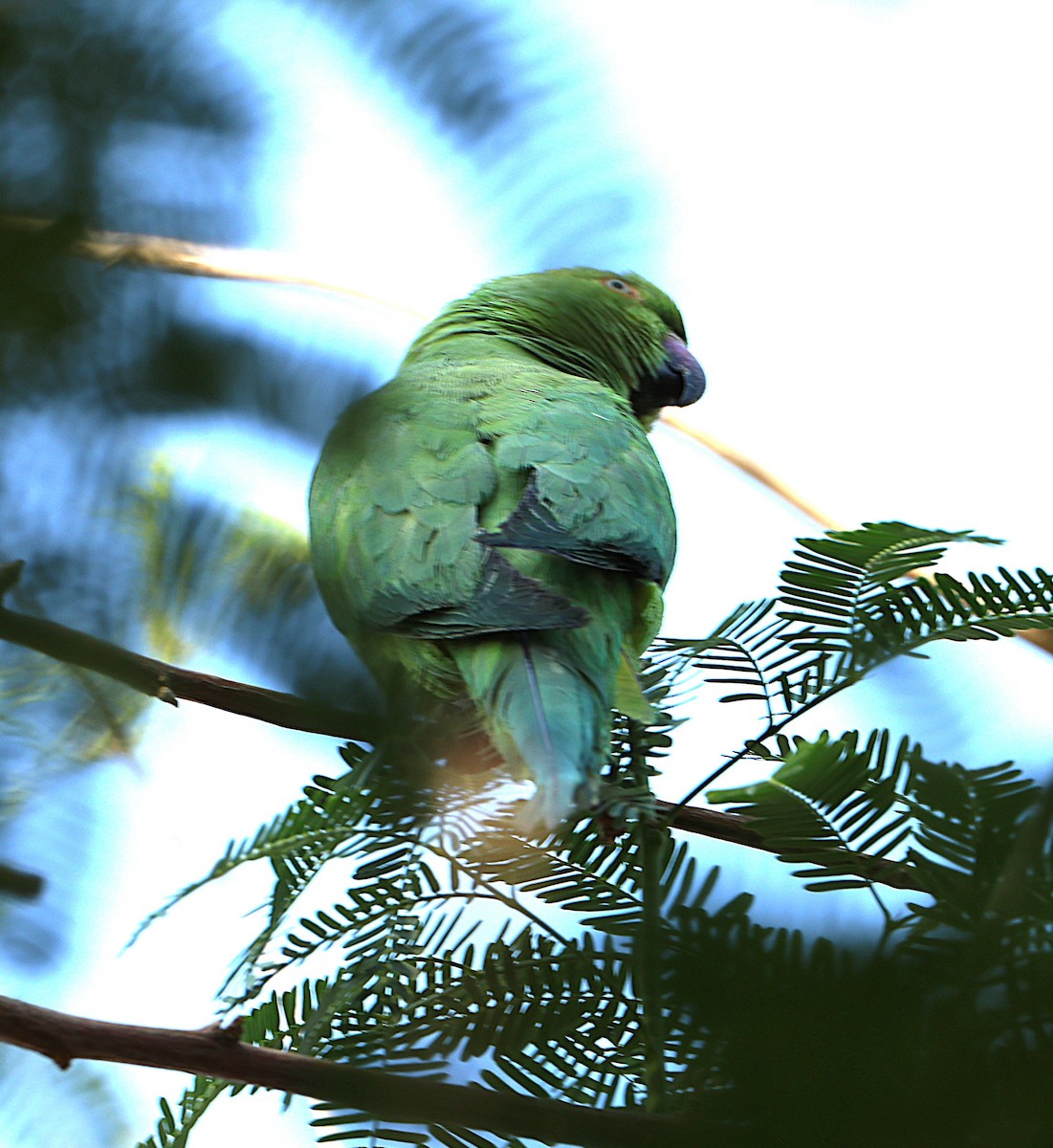 alexandr malý - ML647068626