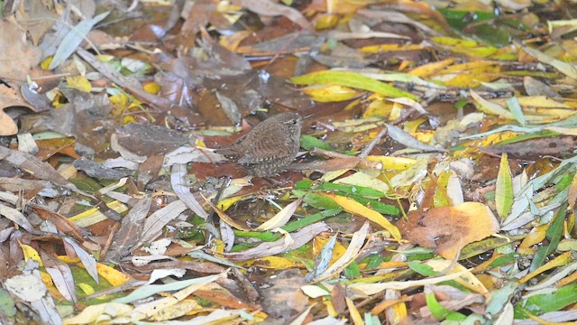 Eurasian Wren - ML647068628