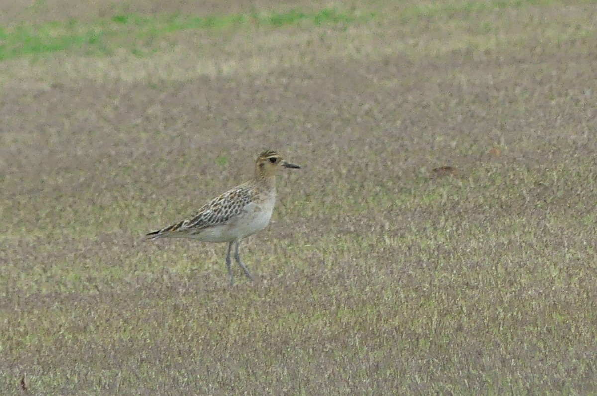 Küçük Altın Yağmurcun - ML647068632