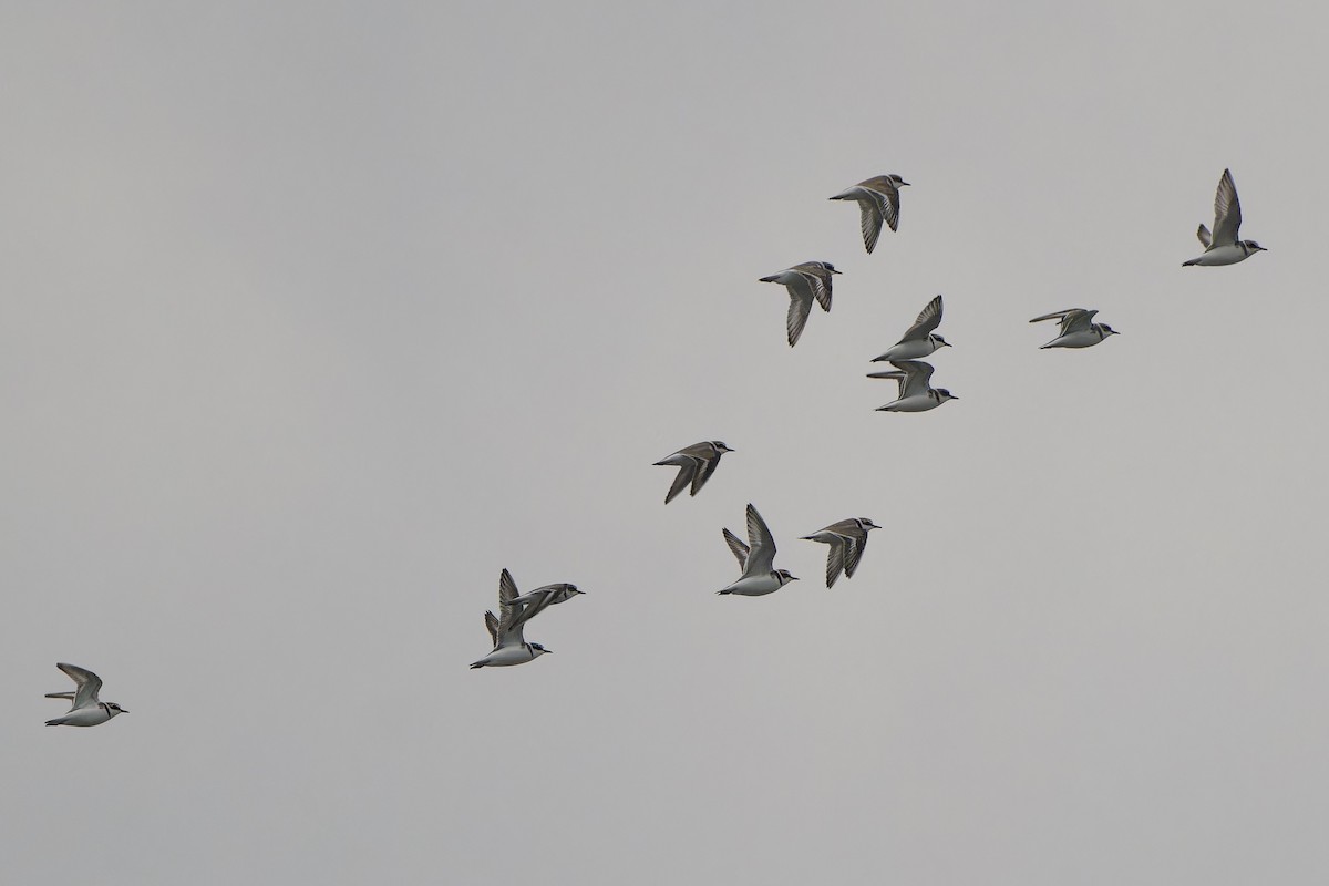 Kentish Plover (Kentish) - ML647068636