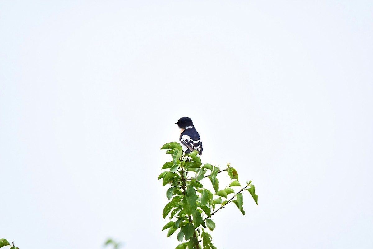 White-bellied Minivet - ML647068641