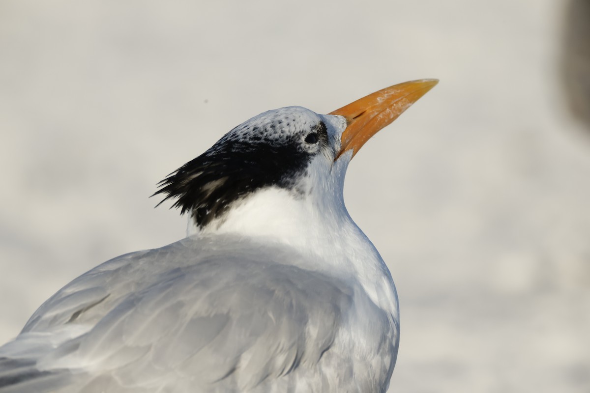 Royal Tern - ML647068643