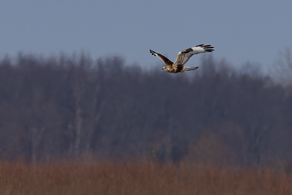 ケアシノスリ - ML647068646