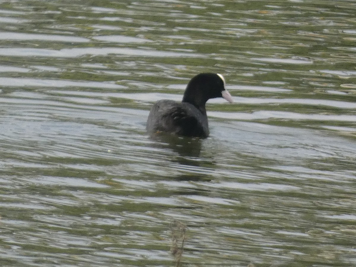 白冠雞 - ML647068648