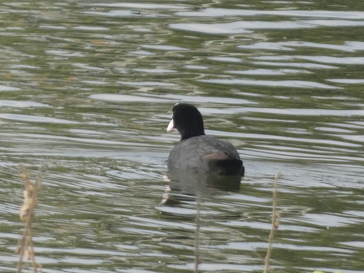 白冠雞 - ML647068649