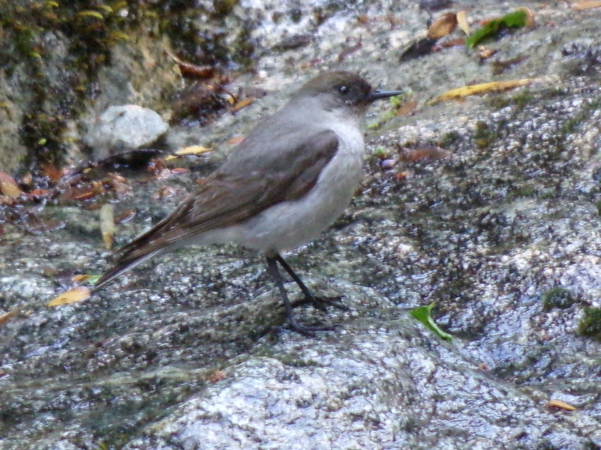 Dark-faced Ground-Tyrant - ML647068658