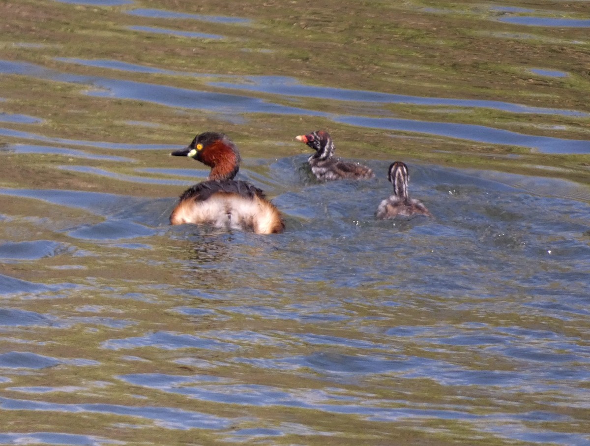 小鸊鷉 - ML647068660