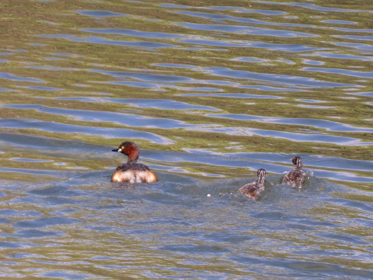 小鸊鷉 - ML647068661