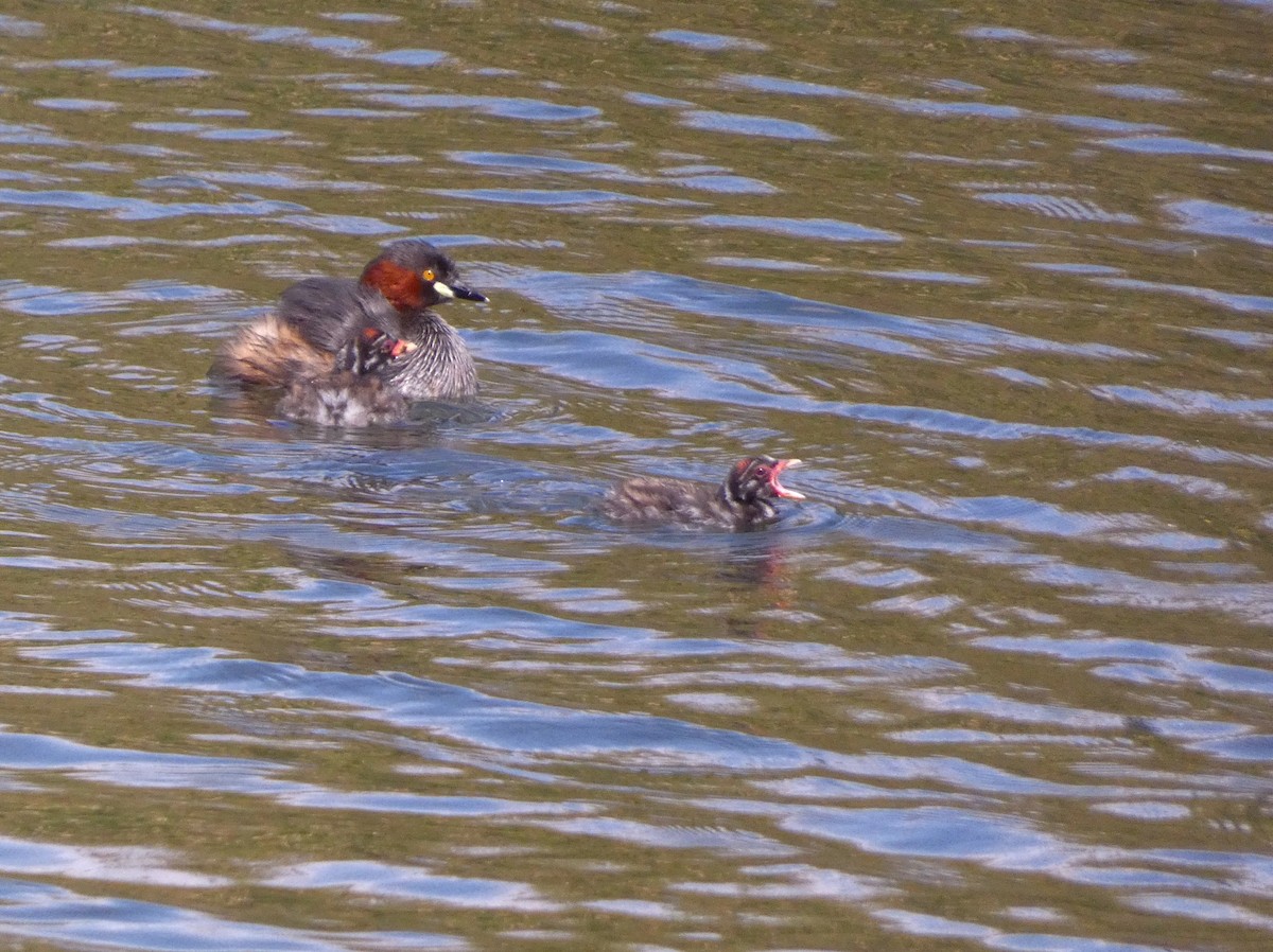 小鸊鷉 - ML647068662