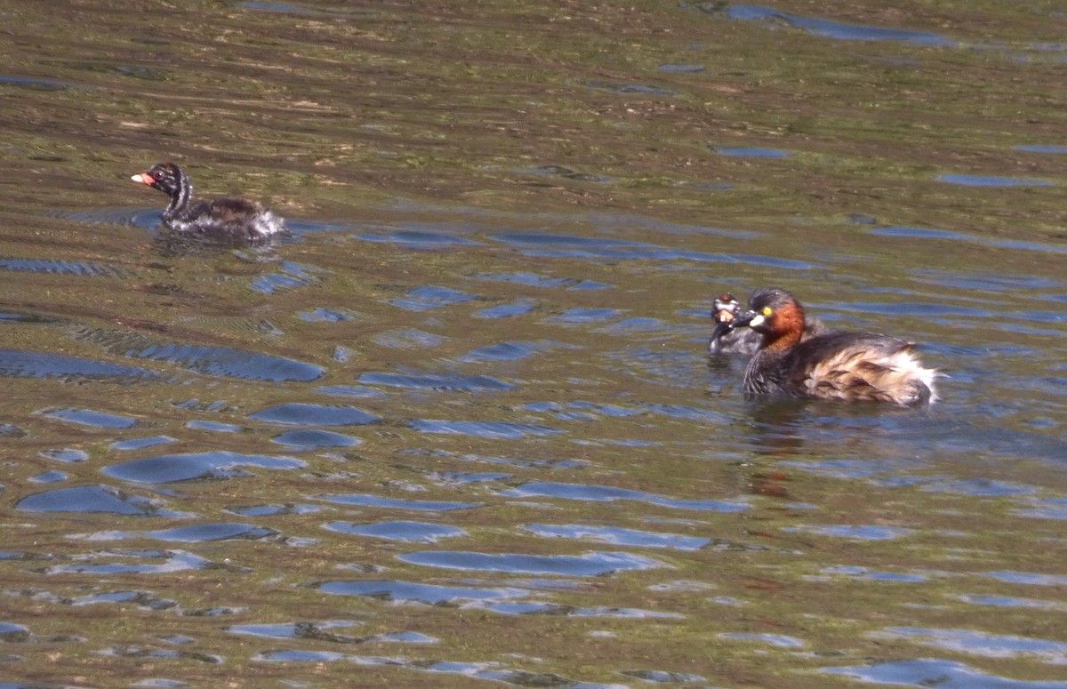 小鸊鷉 - ML647068663