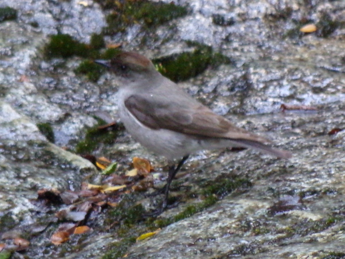 Dark-faced Ground-Tyrant - ML647068664