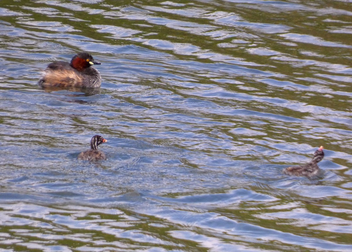 小鸊鷉 - ML647068665