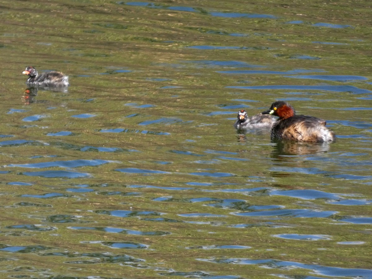 小鸊鷉 - ML647068666