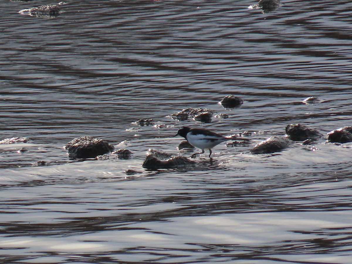 Japanese Wagtail - ML647068669