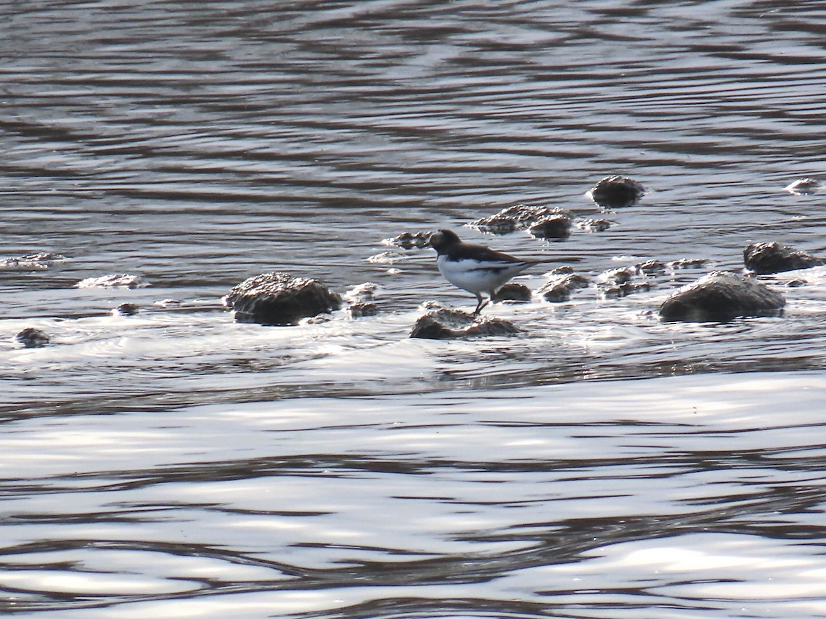 Japanese Wagtail - ML647068670