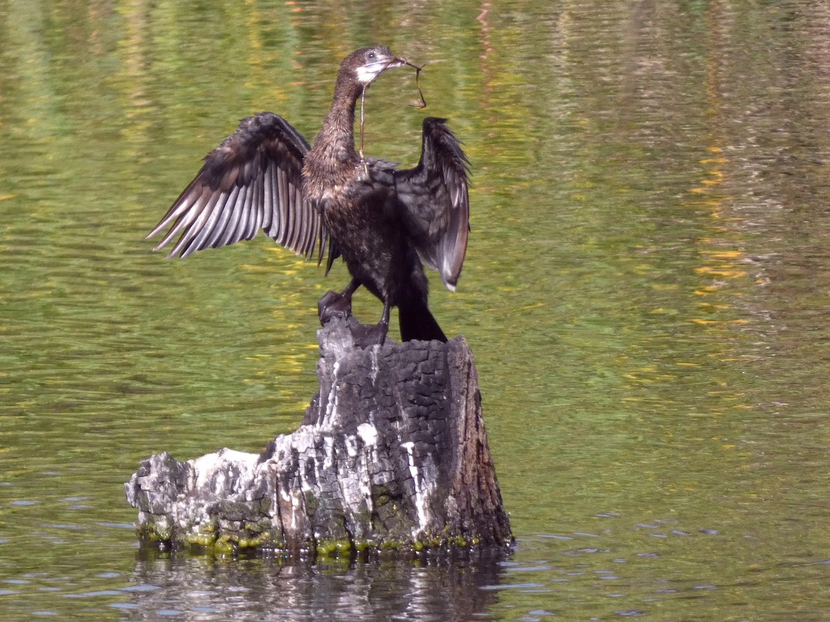 Little Cormorant - ML647068673