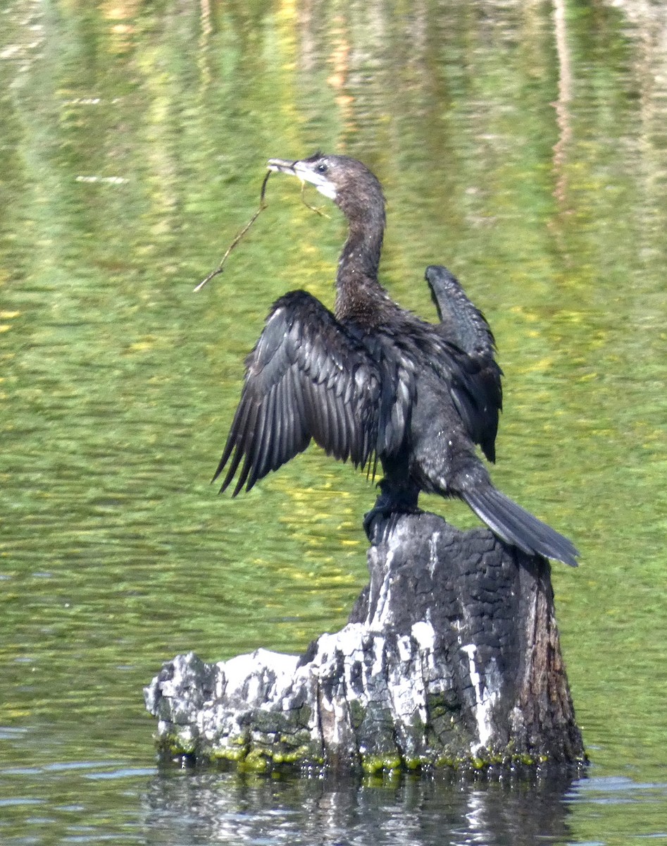 Little Cormorant - ML647068674