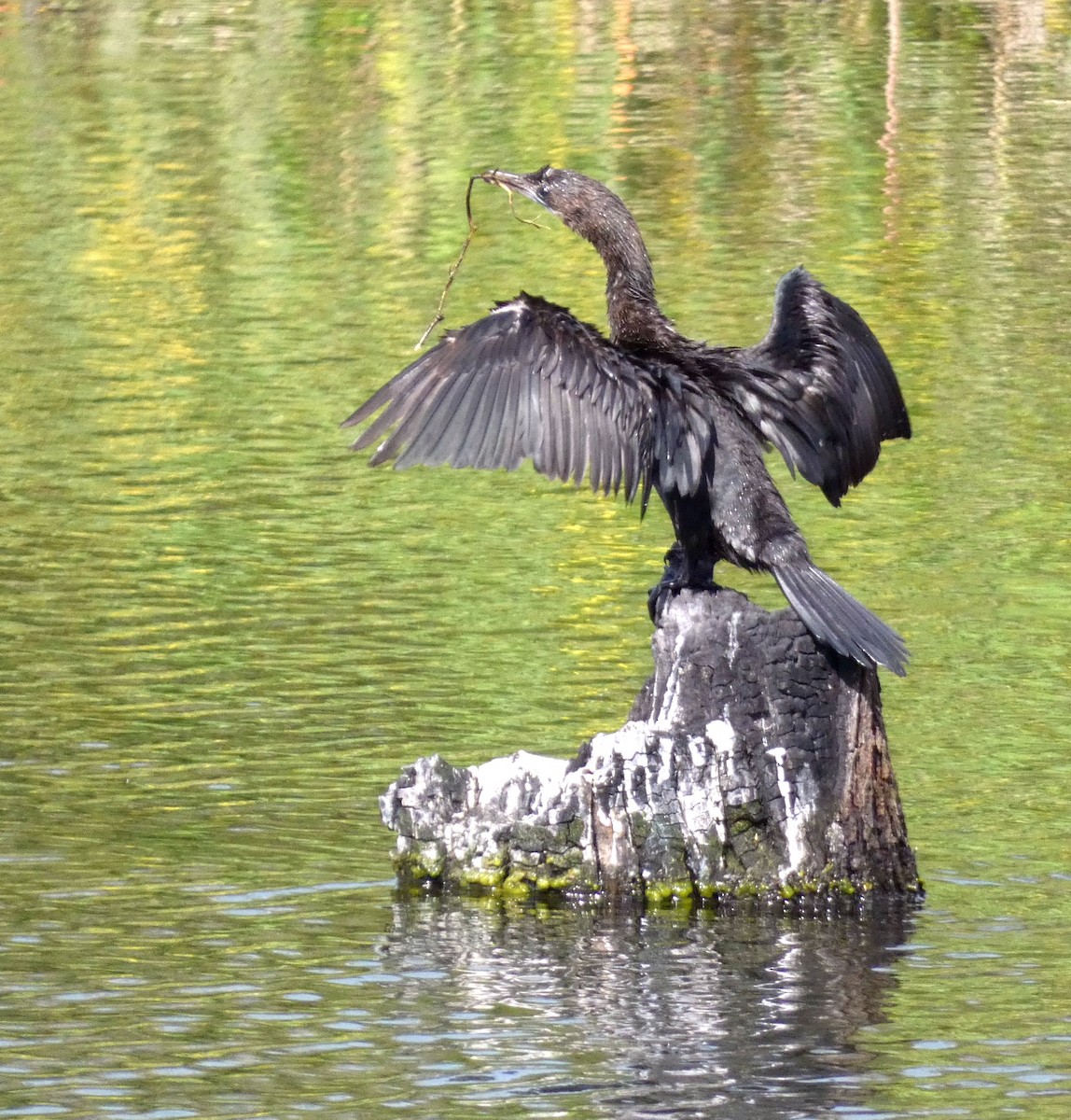 Little Cormorant - ML647068675