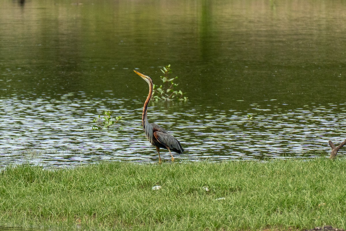 Purple Heron - ML647068680