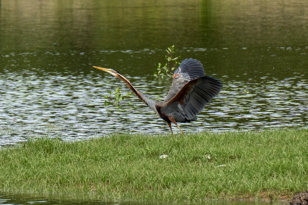 Purple Heron - ML647068681