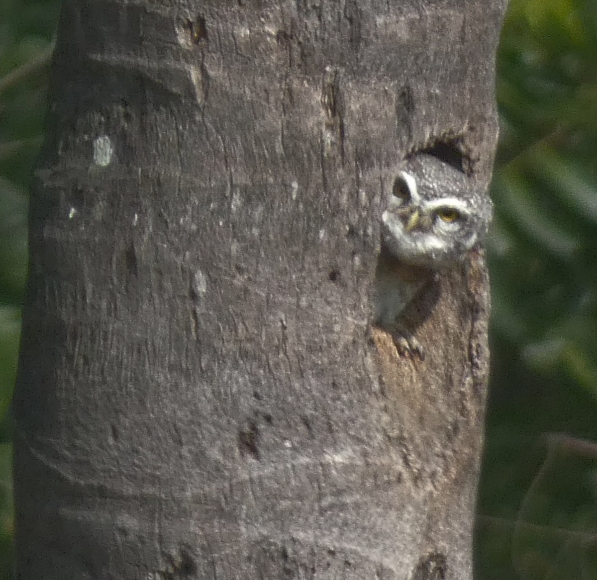 Spotted Owlet - ML647068682