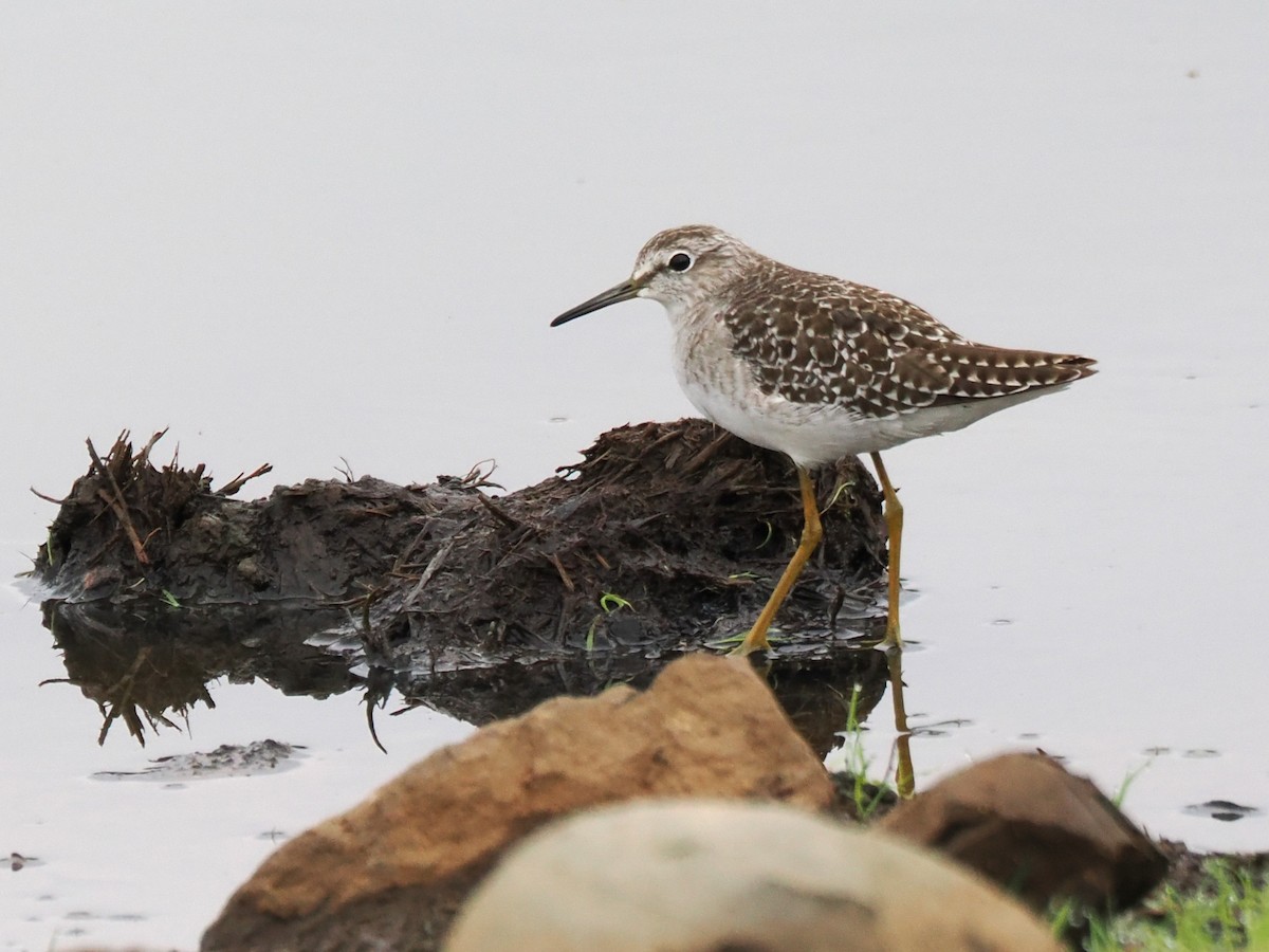 vodouš bahenní - ML647068683