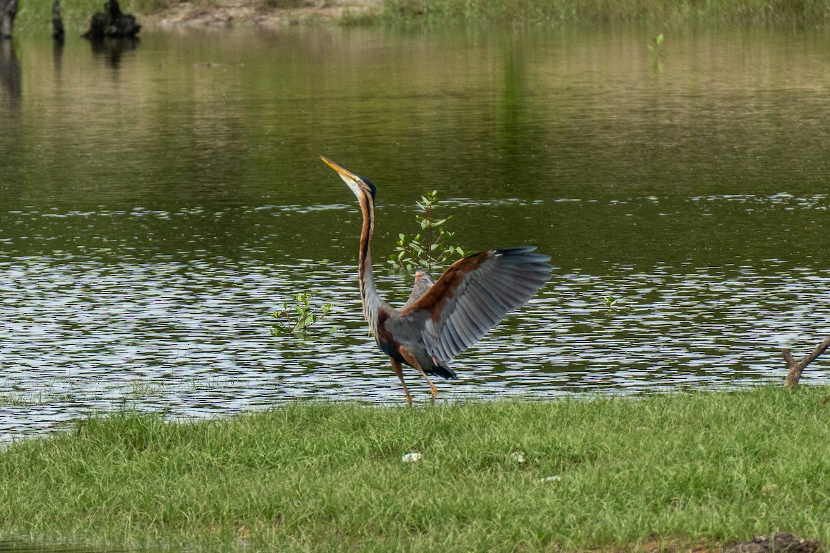Purple Heron - ML647068684