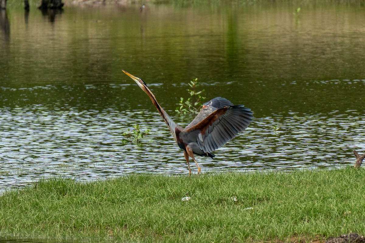 Purple Heron - ML647068685