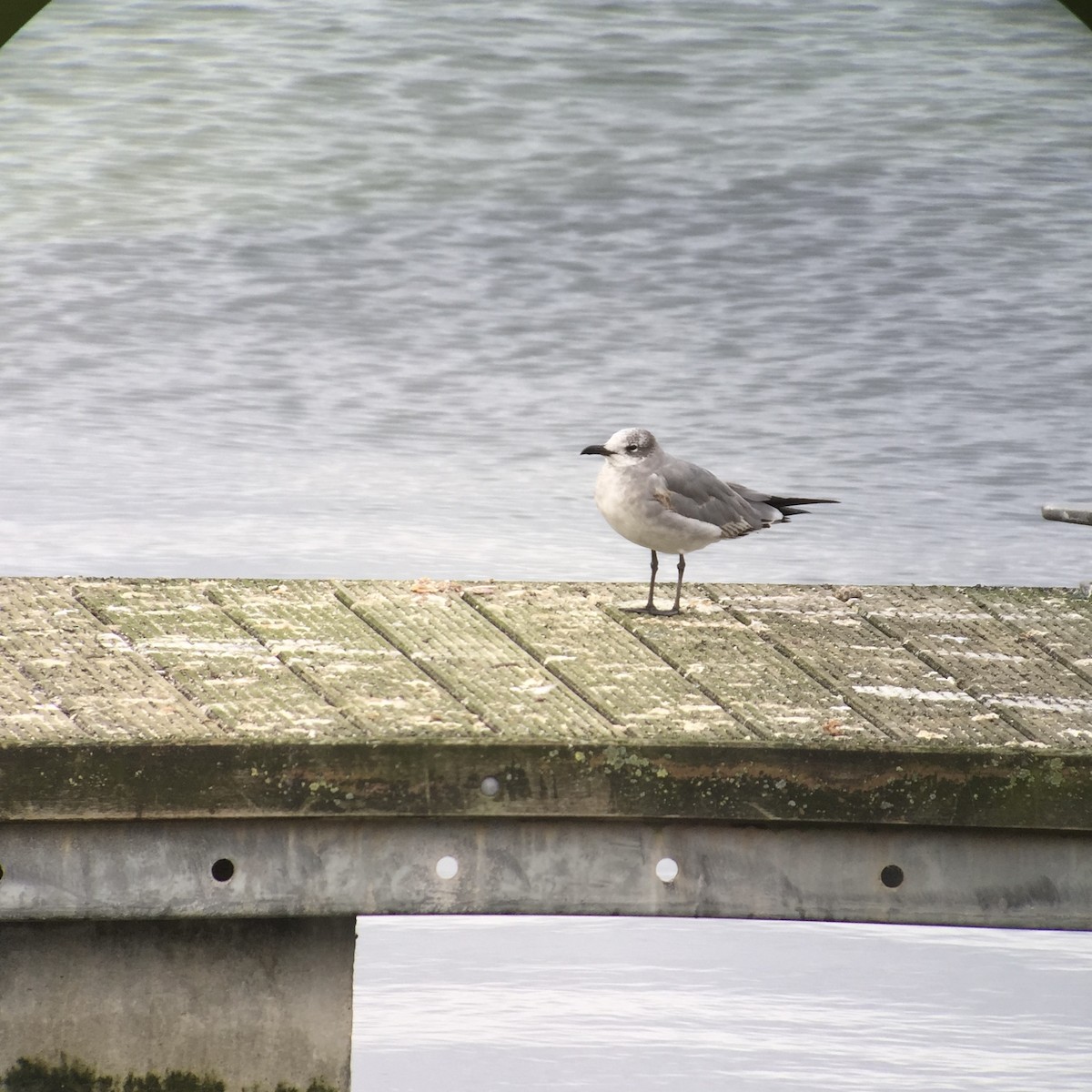 ワライカモメ - ML647068686