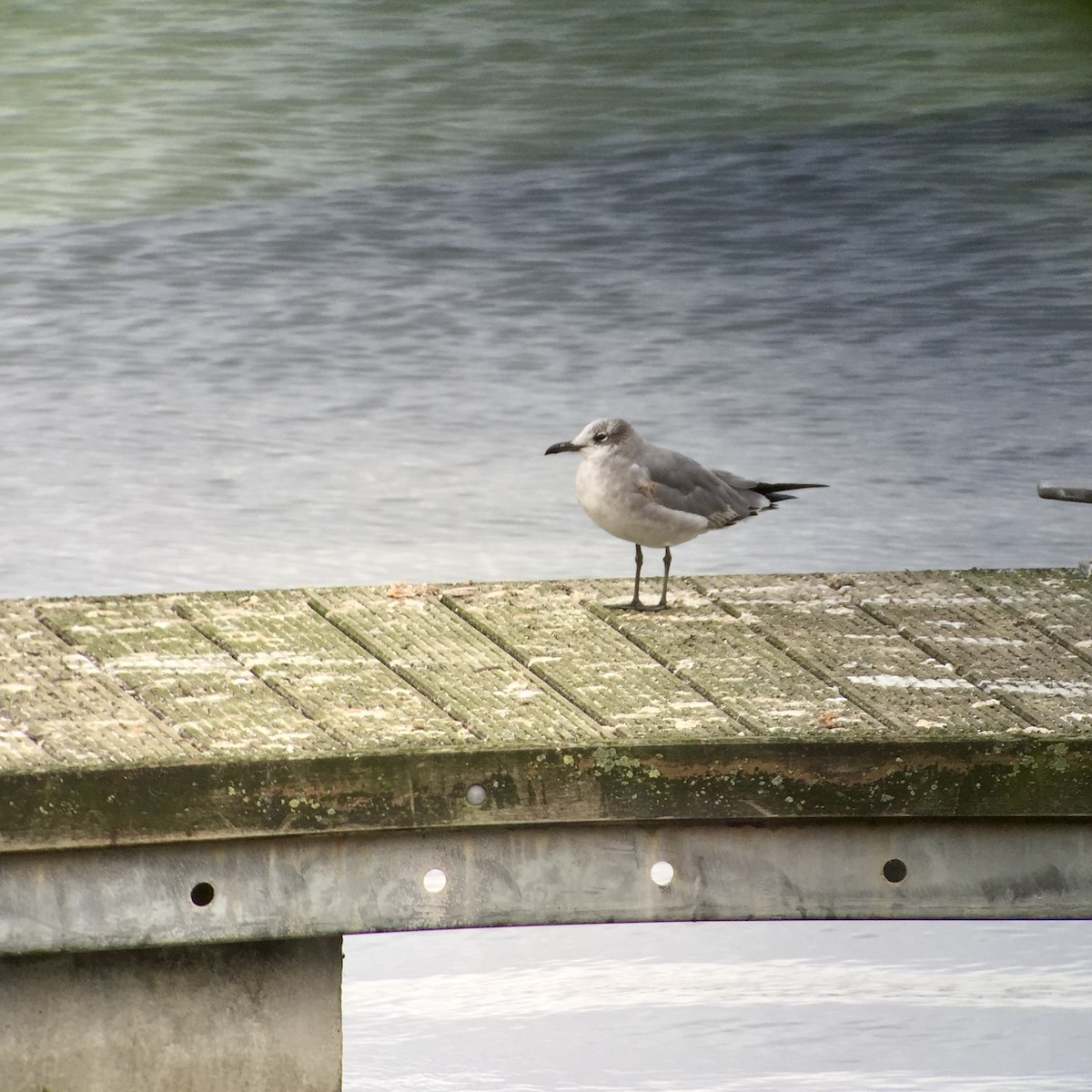 ワライカモメ - ML647068687