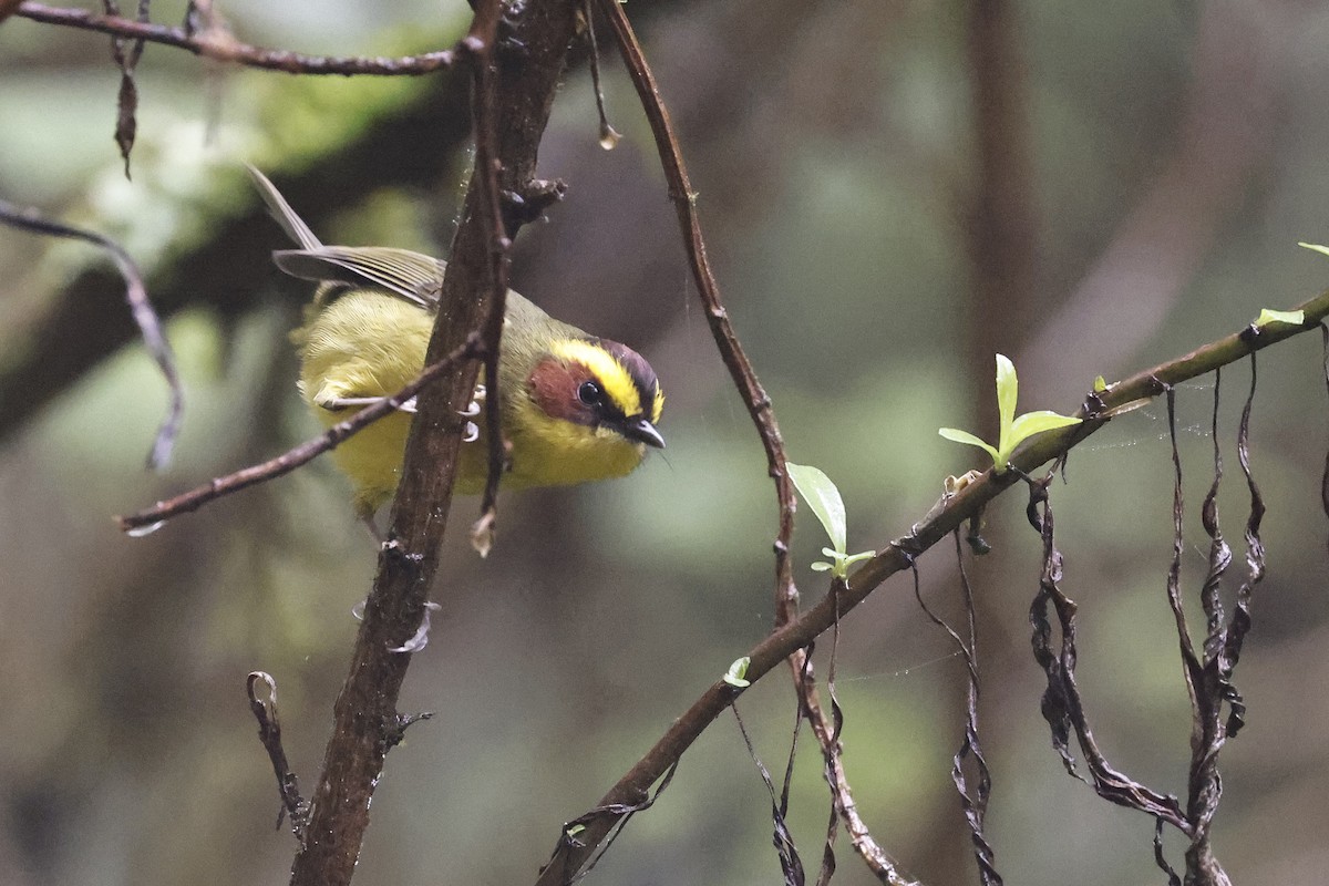 Golden-browed Warbler - ML647068688