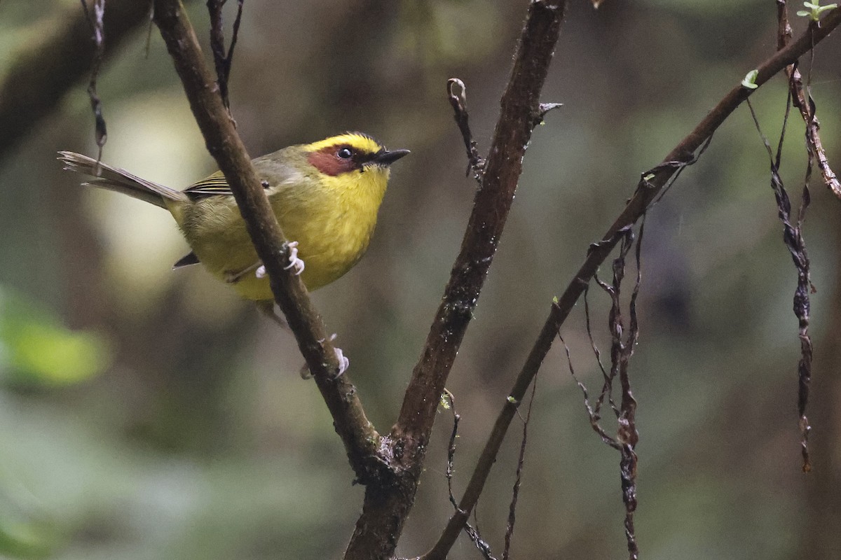 Golden-browed Warbler - ML647068689