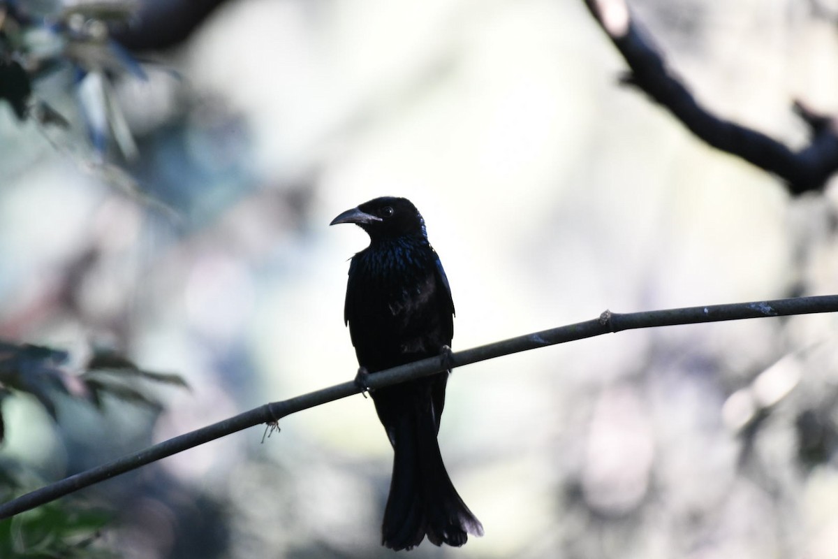 Hair-crested Drongo - ML647068690
