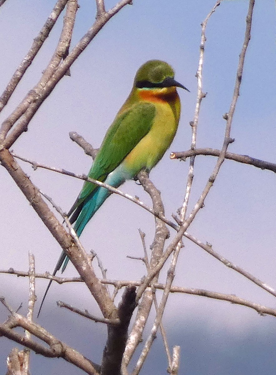 栗喉蜂虎 - ML647068691