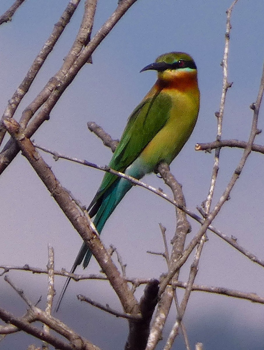 栗喉蜂虎 - ML647068692