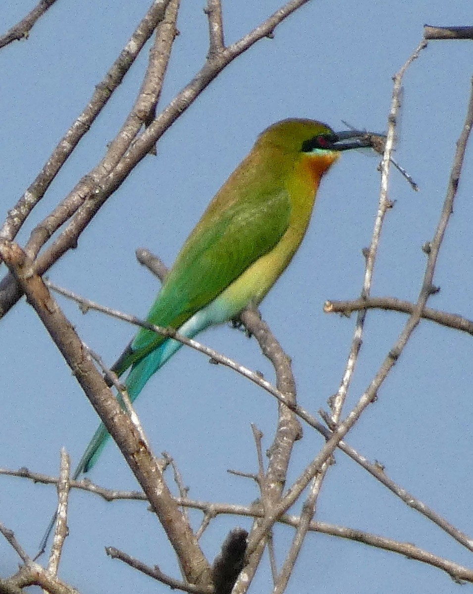 栗喉蜂虎 - ML647068693