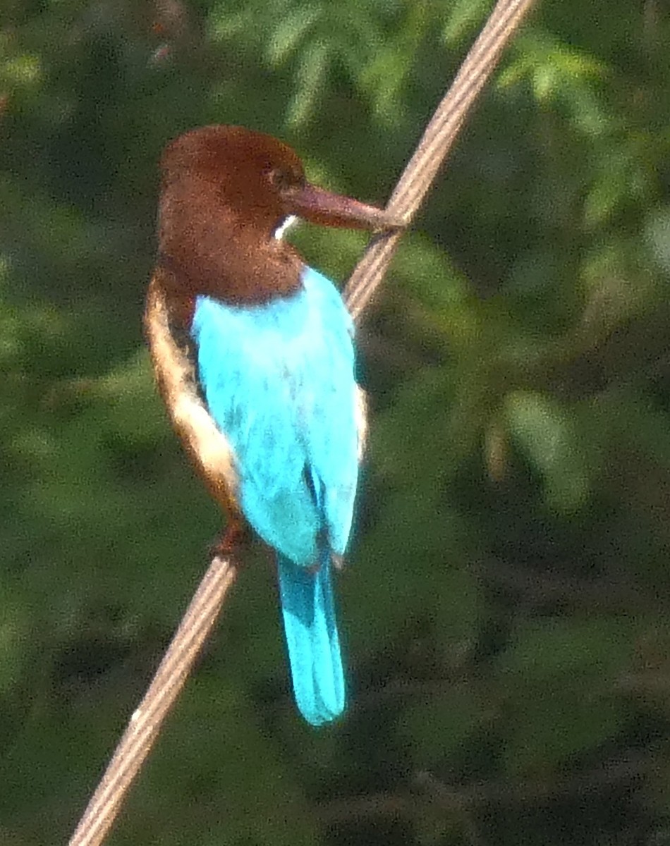 蒼翡翠 - ML647068695