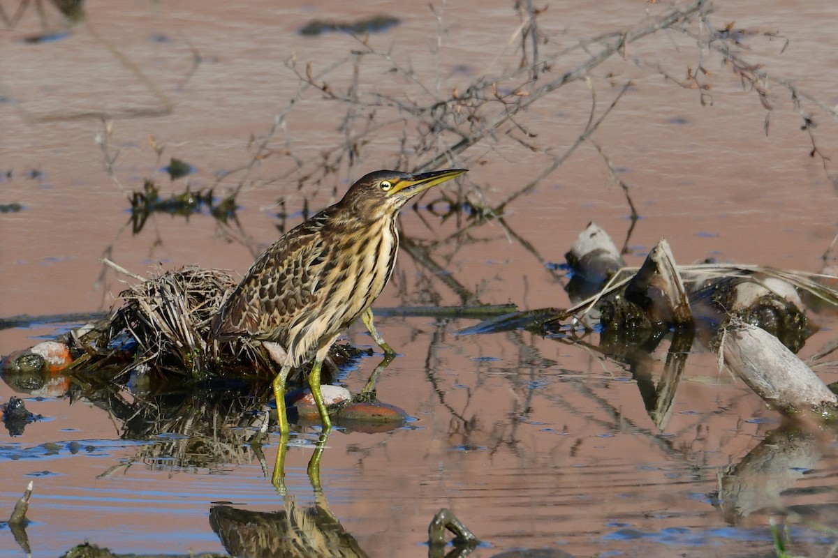 Cinnamon Bittern - ML647068700