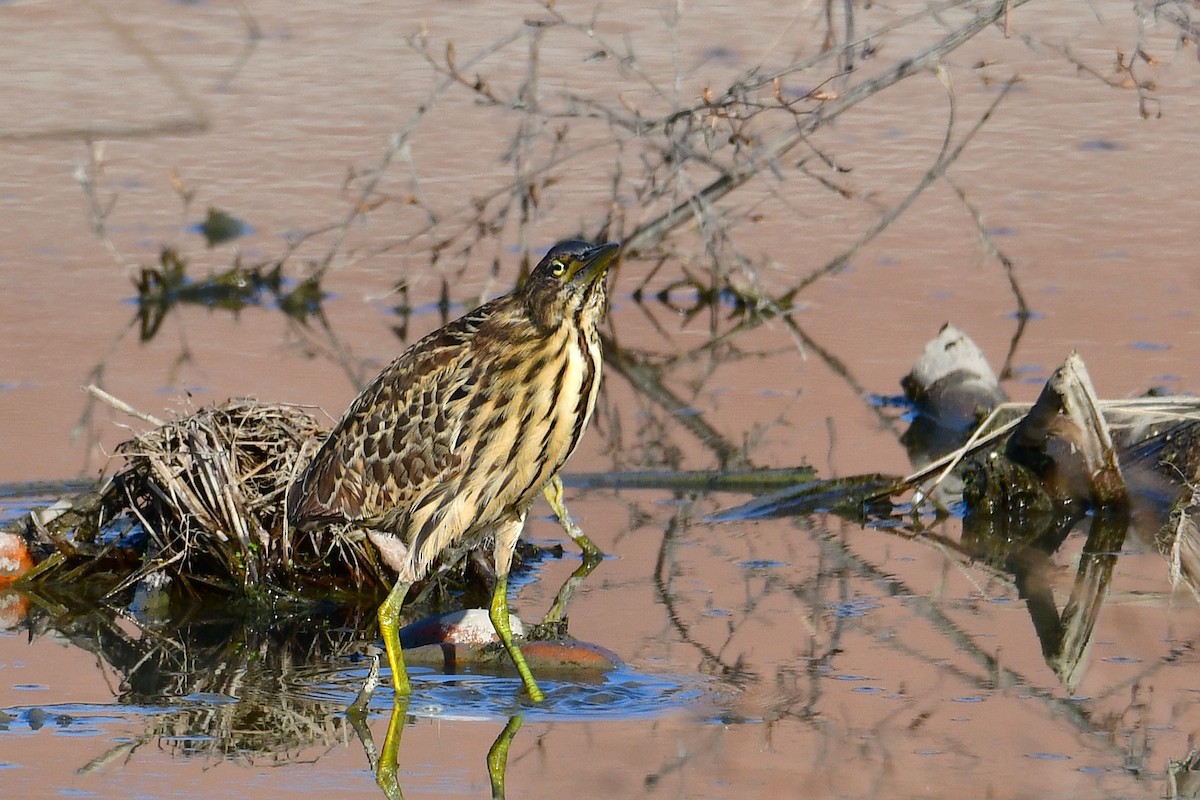 Cinnamon Bittern - ML647068701