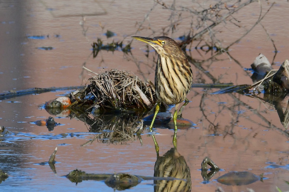 Cinnamon Bittern - ML647068702