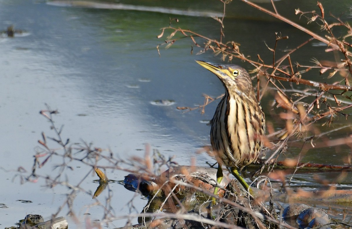 Cinnamon Bittern - ML647068703