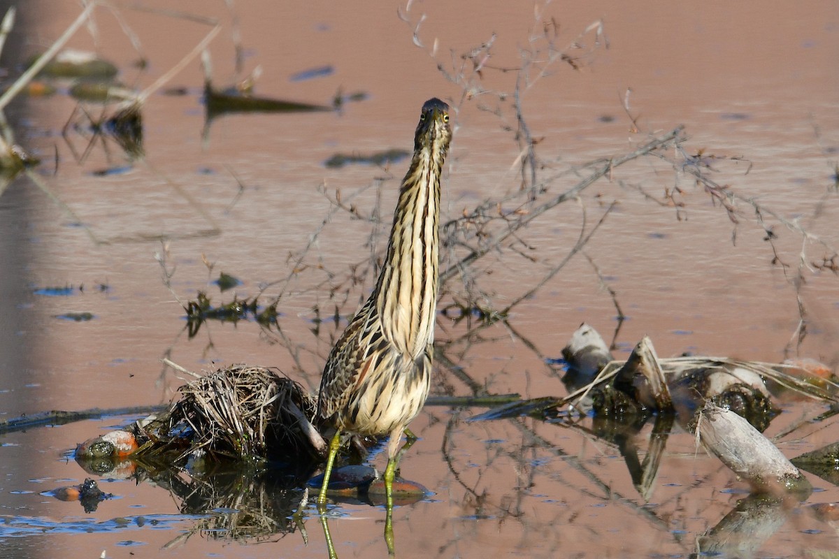 Cinnamon Bittern - ML647068704