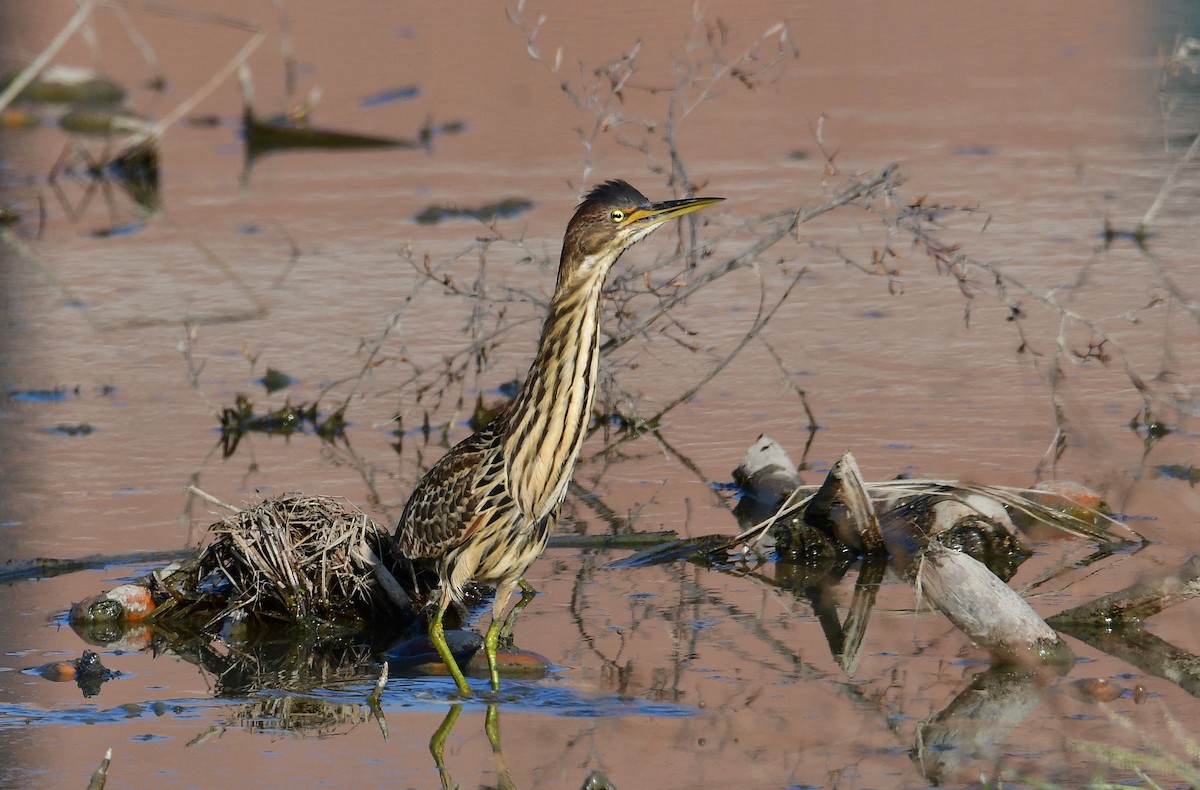 Cinnamon Bittern - ML647068705