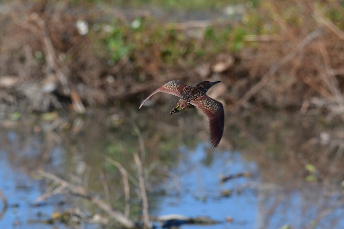Cinnamon Bittern - ML647068706